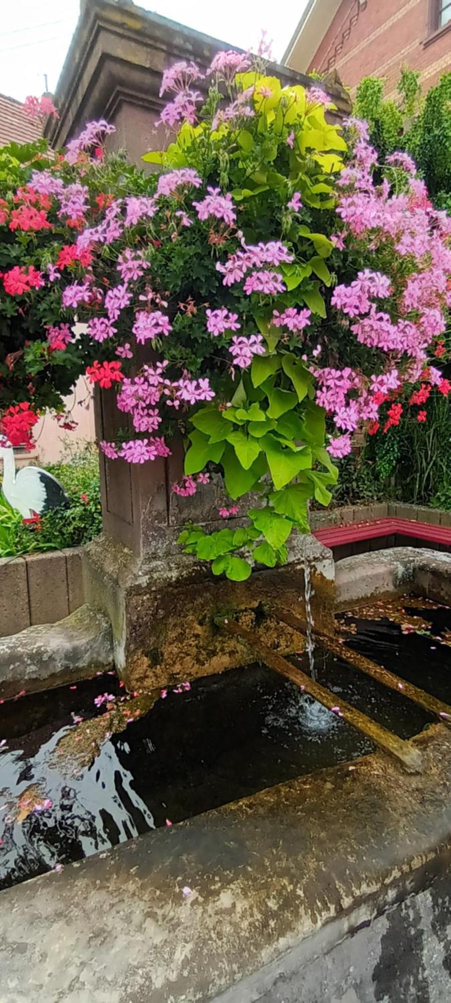 Au jardin de la Maison des Soeurs Mutzig Extérieur photo