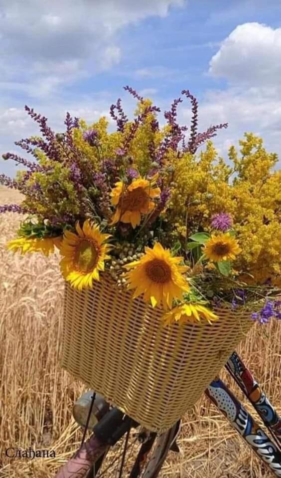 Au jardin de la Maison des Soeurs Mutzig Extérieur photo